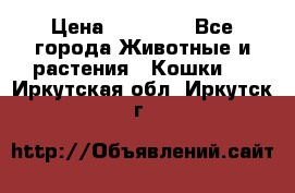 Zolton › Цена ­ 30 000 - Все города Животные и растения » Кошки   . Иркутская обл.,Иркутск г.